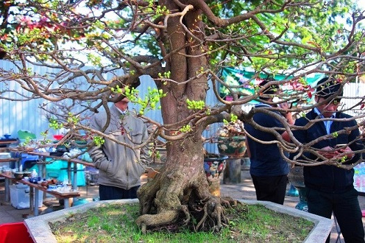 Mai cổ có dáng độc lạ với giá tiền “khủng” như vậy, chủ yếu dành cho khách đại gia, doanh nghiệp mua về biếu tặng cho đối tác.