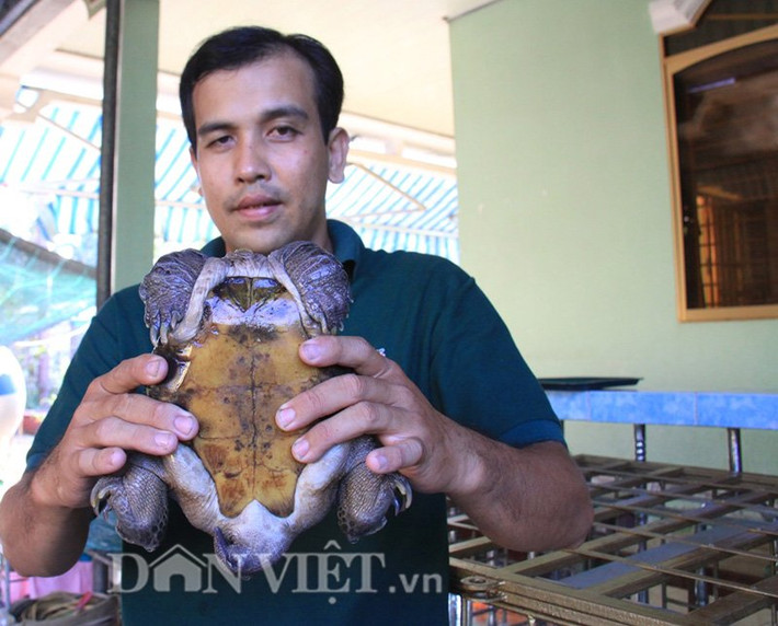 Anh Võ Minh Tuấn cho biết, thực tế anh chỉ mua con rùa này với giá 7 triệu đồng vào năm 2008. “Suốt mấy năm nay, rùa ăn nhiều nhưng giữ nguyên trọng lượng, không lớn thêm tý nào” - anh Tuấn nói.