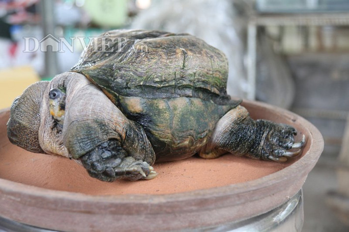 Nhìn ngang, con rùa này có vẻ như có đến hai lớp mai. Lớp mai bình thường che phần thân và lớp mai khá vuông nằm chồng lên trên.