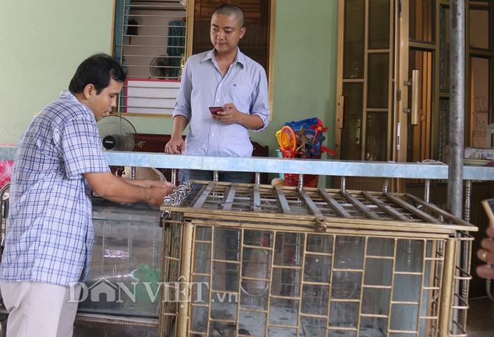 Rùa "siêu dị" được nhốt trong lồng kính, bên ngoài là lồng sắt kiên cố. Con rùa này thích ăn thịt bò, tép, chuối, rau muống, rau lang.