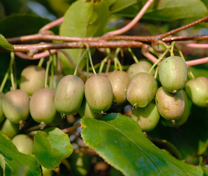 Kiwi thường khoảng 2-3 lạng/quả, vị chua ngọt, ăn xong hơi chát ở cuối lưỡi. Trong khi đó, kiwi berry nhỏ như trái nho, vỏ mỏng nhẵn thín, không có lông, chỉ cần rửa sạch là có thể bỏ vào miệng ăn trực tiếp, vị ngọt thanh dễ chịu. Hoặc nếu thích, có thể cắt đôi dầm với sữa chua làm món tráng miệng. Kiwi berry có mùi thơm kết hợp giữa dâu, dứa và quýt vô cùng kích thích.