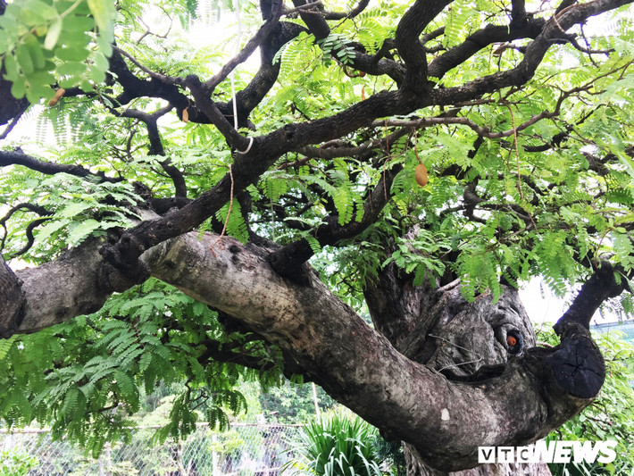 Thế độc lạ như một chú voi con với nhiều khối u lớn, cây me được nhiều người trả giá bạc tỷ. Giá cao nhất được đưa ra là 2,6 tỷ đồng nhưng ông Hai vẫn chưa bán vì cảm thấy quá "bèo", không bõ công sức chăm trồng.