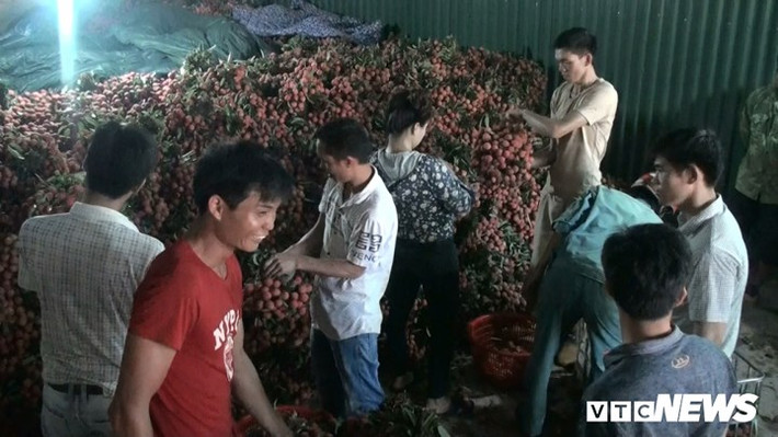 "Sau khi thu mua hết vải ở Hải Dương, gia đình mới chuyển lên Bắc Giang thu mua. Từ 5h sáng đến 17h, mỗi ngày tôi gom 60 tấn đóng 4 container xuất đi Trung Quốc, đến hết mùa thì thôi", lái buôn Võ Thị Loan nói.