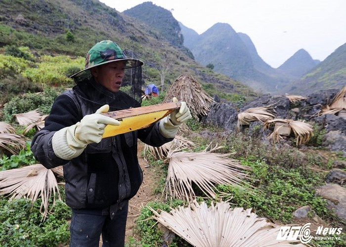 Để lấy cầu mật, đầu tiên sẽ phải đuổi hết ong đi, có thể dùng que gõ, thổi hoặc xịt khói. Ong đặc biệt kỵ khói, bất cứ loại khói gì cũng làm ong không dám tiếp cận gần.