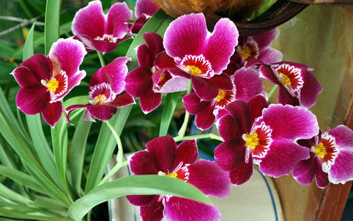 Hoa păng xê (pansy), hay còn gọi là hoa Cánh bướm, là loài hoa có màu sắc rất đa dạng và tương phản nhau, với những cánh hoa óng mượt như nhung