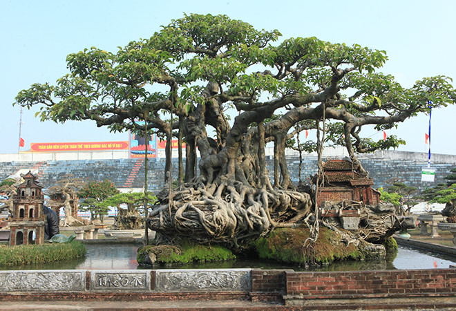 Vị đại gia cho biết, vào thời điểm đó, số tiền ông chi để sở hữu cây sanh trăm tuổi từng gây “chấn động” trong giới chơi sinh vật cảnh. Sau khi sở hữu cây sanh cổ quý giá này, tôi dành rất nhiều thời gian, tâm sức để cắt tỉa, tạo hình và uốn thế.