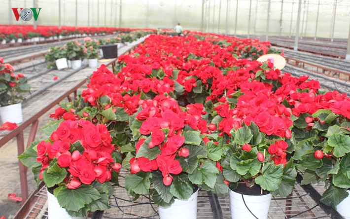 Một chậu thu hải đường tại trang trại Hasfarm ở Đà Lạt giá chỉ vài chục nghìn