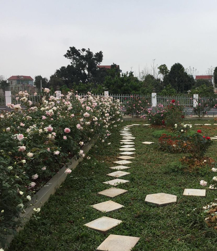 Chị Ánh Quyên cho biết, mới đầu vườn hồng đều một tay chị chăm sóc nhưng về vườn hồng bung tỏa hương vừa thơm vừa đẹp khiến ông xã và 2 con đều tranh nhau chăm sóc vườn hồng. Mới đây ông xã chị Ánh Quyên còn lát thêm đá trắng để vườn hồng thêm điểm nhấn.