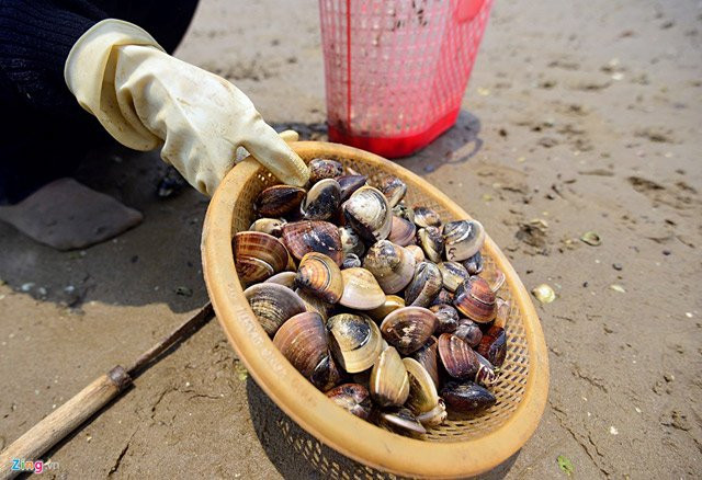 Người dân cho biết, họ nhặt ngao về nhưng không dám ăn vì sợ độc tố làm ngao chết vẫn còn bên trong.
