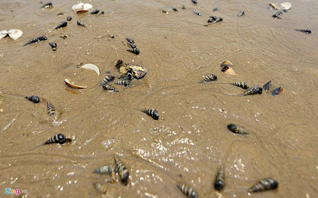 Không chỉ có ngao, nhiều loài khác như hàu, ốc cũng chết trôi dạt vào bờ biển xã Kỳ Hà.