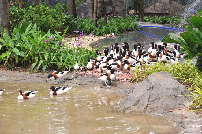 Tháng 8/2015, Vinpearl Safari đã nhận quyết định của Bộ Tài nguyên và Môi trường về việc phê duyệt báo cáo đánh giá tác động môi trường của dự án. Tháng 10/2015, Vinpearl Safari đã trở thành thành viên của Hiệp hội Vườn thú Đông Nam Á (SEAZA).