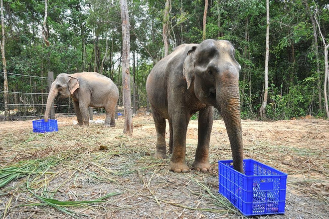 Bên cạnh hai phân khu chính, Vinpearl Safari Phú Quốc còn có các phân khu chức năng khác như: khu chuồng cách ly kiểm dịch, khu phố mua sắm sản phẩm du lịch và bệnh viện thú y lớn nhất Đông Nam Á.