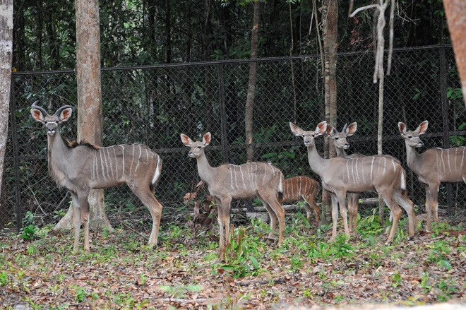 Đặc biệt, Vinpearl Safari Phú Quốc sở hữu những bộ sưu tập động vật quý hiếm với số lượng lớn hàng đầu Việt Nam như 200 cá thể hồng hạc, 100 tê giác, 60 hươu cao cổ...