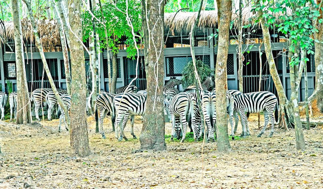 Giai đoạn 1 của Vinpearl Safari Phú Quốc có quy mô 380 ha, gồm hai phân khu chính: khu vườn thú mở (open zoo) dành cho khách tham quan giữa các khu vực nuôi thú mở, hài hòa với thiên nhiên; khu bán hoang dã (safari park) chở khách tham quan bằng xe chuyên dụng với hình thức "thú thả, người nhốt" độc đáo, lần đầu tiên có mặt tại Việt Nam.