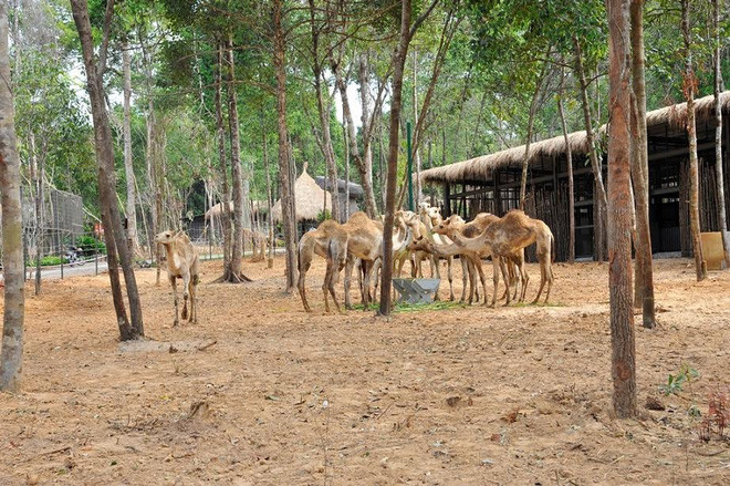 Vinpearl Safari nằm trong quần thể dự án du lịch - nghỉ dưỡng Vinpearl Phú Quốc tại xã Gành Dầu, Cực Bắc Phú Quốc. Ngoài các hạng mục đã đi vào hoạt động gồm hai khu nghỉ dưỡng (Vinpearl Phú Quốc Resort và Vinpearl Phu Quoc Resort & Golf), sân golf Vinpearl Phú Quốc Golf Club, công viên giải trí Vinpearl Land Phú Quốc, Bệnh viện Đa khoa Quốc tế Vinmec Phú Quốc và Vinpearl Safari Phú Quốc; các khu nghỉ dưỡng và sân golf thuộc giai đoạn 3 và 4 của dự án cũng đang được xây dựng để đưa vào khai thác trong năm 2016. Ngoài ra, các hoạt động biểu diễn định kỳ, các khu hoạt động tiếp xúc và cho thú ăn... sẽ được tổ chức liên tục để mang lại những trải nghiệm độc đáo cho du khách. Sự ra đời của Vinpearl Safari Phú Quốc được đánh giá sẽ tạo thêm cho du lịch Phú Quốc một điểm nhấn ấn tượng, với mục tiêu góp phần đưa Phú Quốc trở thành hòn đảo du lịch nổi danh khu vực và thế giới. Bên cạnh việc phục vụ du lịch, Vinpearl Safari còn đặt mục tiêu trở thành vườn thú lớn thứ 2 thế giới nhằm bảo tồn vốn quý của thiên nhiên, nâng cao nhận thức và phối hợp hành động trong lĩnh vực bảo tồn động vật hoang dã địa phương, đồng thời là giáo cụ trực quan cho hoạt động giáo dục. Tháng 8/2015, Vinpearl Safari đã nhận quyết định của Bộ Tài nguyên và Môi trường về việc phê duyệt báo cáo đánh giá tác động môi trường của dự án. Tháng 10/2015, Vinpearl Safari đã trở thành thành viên của Hiệp hội Vườn thú Đông Nam Á (SEAZA). Vinpearl Safari nằm trong quần thể dự án du lịch - nghỉ dưỡng Vinpearl Phú Quốc tại xã Gành Dầu, Cực Bắc Phú Quốc. Ngoài các hạng mục đã đi vào hoạt động gồm hai khu nghỉ dưỡng (Vinpearl Phú Quốc Resort và Vinpearl Phu Quoc Resort & Golf), sân golf Vinpearl Phú Quốc Golf Club, công viên giải trí Vinpearl Land Phú Quốc, Bệnh viện Đa khoa Quốc tế Vinmec Phú Quốc và Vinpearl Safari Phú Quốc; các khu nghỉ dưỡng và sân golf thuộc giai đoạn 3 và 4 của dự án cũng đang được xây dựng để đưa vào khai thác trong năm 2016.