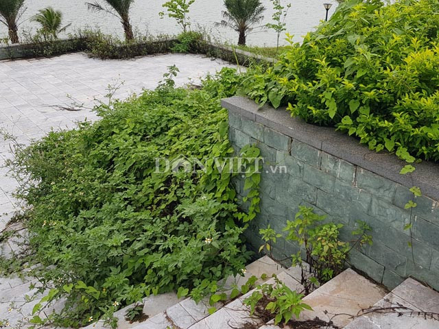 Cỏ mọc ở khắp nơi không được cắt tỉa.