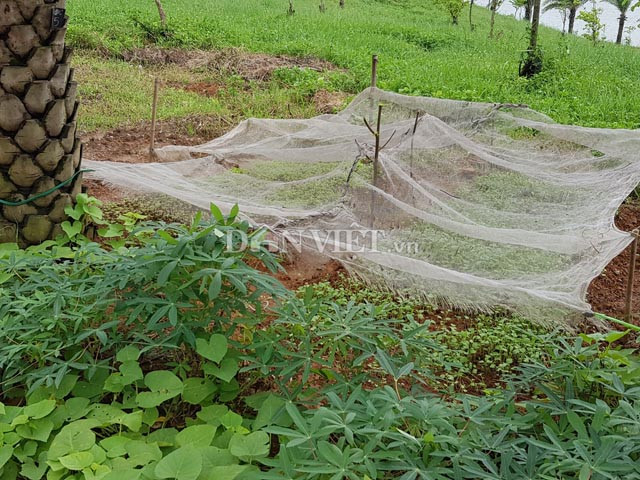 Nhiều khu đất được người dân sống xung quanh tranh thủ trồng rau xanh.