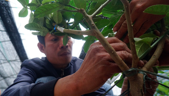 Anh Dũng cho biết: "Những cây phật thủ bonsai này rất được lòng khách hàng, hầu như năm nào tôi cũng bán được gần hết các cây phật thủ bonsai. Không chỉ bán cho khách ở Hà Nội mà nhiều khách buôn tại các tỉnh lân cận khác cũng đặt mua".
