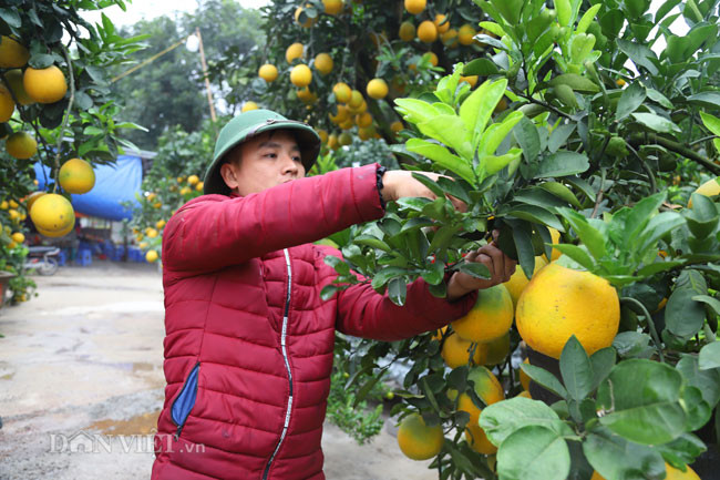 Để bưởi đậu quả đẹp đúng dịp Tết, nhất là bưởi cảnh mini, muốn cây sai quả thì nhà vườn phải ghép bưởi từ khoảng tháng 2 đến tháng 4, khi trái đã lớn nhất định. "Ghép nhiều là thế nhưng tỉ lệ quả còn lại trên cây không nhiều, chỉ khoảng 60% so với số ghép ban đầu", anh Chính cho hay.