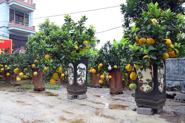 Thời điểm này, thị trường hoa, cây cảnh chơi Tết bắt đầu nhộn nhịp, sôi động. Nhà vườn từ nhiều nơi như Hoài Đức, Diễn (Hà Nội), Văn Giang (Hưng Yên)... bắt đầu đưa sản phẩm về Hà Nội, bày bán những loại cây cảnh độc đáo nhất dịp Tết 2019.