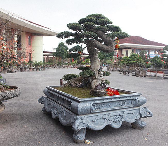 Triển lãm sinh vật cảnh tỉnh Bắc Ninh là nơi quy tụ rất nhiều tác phẩm đẹp và quý. Tác phẩm duối cổ "Thiên Long Vũ Hội" là một trong số đó, được đặt ở vị trí quan trọng, chứng tỏ đẳng cấp riêng của cây cảnh này.