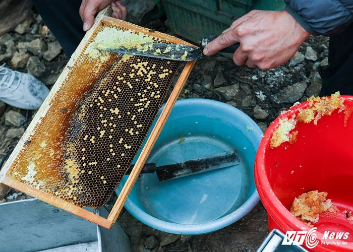Trước khi cho cầu vào quay lấy mật, toàn bộ lớp sáp ong bên ngoài sẽ được gạt bọ. Sáp mật ong bạc hà ăn rất ngon, có vị đậm hơn mật ong nhưng dai như kẹo cao su.