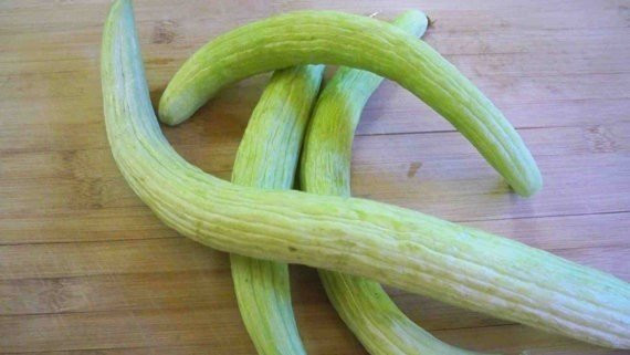Nhiều người cho rằng, do có vẻ bề ngoài hơi nhăn nheo nên ngoài giống những con rắn, loài dưa chuột này còn giống những trái mướp đắng. Giống dưa lạ này cho trái đạt chiều dài từ 30-40 cm, vỏ quả khá mỏng. Dưa chuột rắn (Armenia) đầu tiên được trồng ở vùng Lưỡng Hà cổ đại, sau đó, giống này được bán cho người Ai Cập và tiếp đó là người Thổ Nhĩ Kỳ. Dần dần, giống dưa này được nhân giống và trồng ở nhiều vùng lãnh thổ trên thế giới. Các bà nội trợ thường dùng dưa chuột rắn làm các món salad bởi vị ngọt mát của nó.