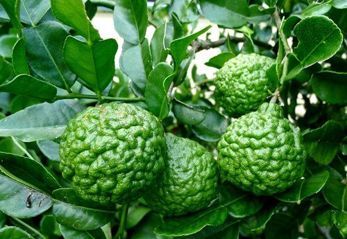Chanh hình não người: Có hình dáng giống hệt não người, những trái chanh Thái mới xuất hiện trên thị trường Việt Nam trong thời gian trở lại đây đã nhanh chóng chiếm được cảm tình của nhiều người tiêu dùng. Bởi khác với các loại chanh thông thường, loại quả hình thù kỳ dị này có mùi tinh dầu thơm đặc biệt, khi chín vỏ chuyển sang màu vàng còn tép chanh chuyển sang màu vàng xanh lạ mắt. Thực chất đây là loại chanh được trồng phổ biến ở Lào, Indonesia, Malaysia và Thái Lan với nhiều tên gọi khác nhau. Ở nước ta, loại chanh này còn có tên gọi là Trúc (hay Chúc) và được trồng nhiều ở vùng An Giang.