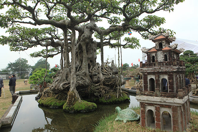 Cây nổi bật bởi bộ rễ sần sùi, nổi hẳn lên mặt đất và bám chặt với lớp đất đá rêu phong. Để tạo dấu ấn cho tác phẩm của mình, xung quanh gốc cây, ông Khoa còn tự tay thiết kế các tiểu cảnh như: bến nước, sân đình, Tháp Rùa và Đền Ngọc Sơn… Đây cũng được xem là “siêu cây” đầu tiên đưa tiểu cảnh vào như một tác phẩm nghệ thuật.