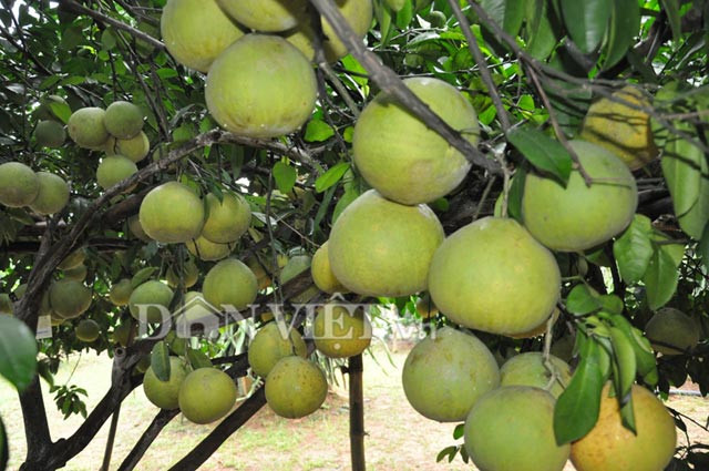 Lý giải về việc cây bưởi có nhiều quả khác thường, ông Hùng cho biết: “Không chỉ năm nay bưởi nhiều quả, mà các năm trước như năm 2014, tôi cũng có cây bưởi ra đến hơn 700 quả đều, đẹp bán rất được giá”.