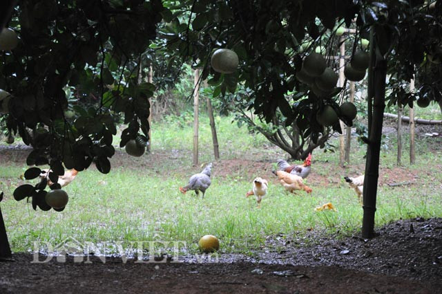 Dưới các tán bưởi, ông Hùng thả thêm gà, ngan để cải thiện bữa ăn gia đình.