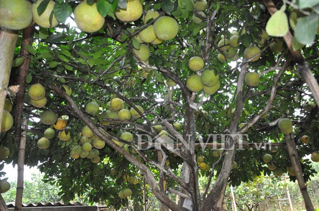 Có tới hơn 800 quả trên cây nhưng quả nào cũng đẹp và to đều nhau.