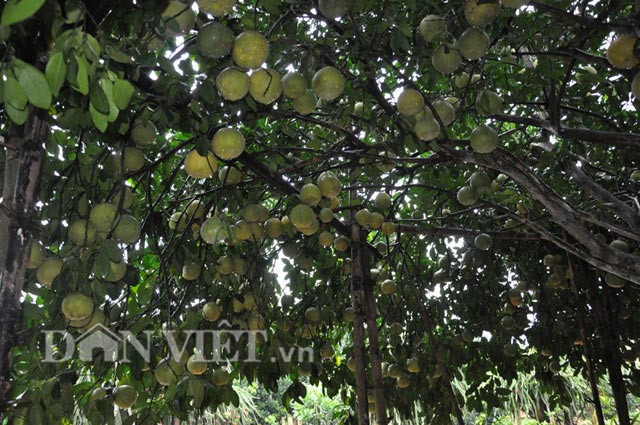 Ông Hùng dùng các cây tre, gỗ để chằng, chống đỡ các cành bưởi sai quả.