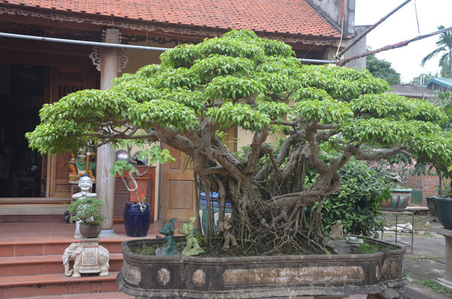 Đó là cây sanh của gia đình ông Nguyễn Văn Ngọ, ở xã Đồng Trúc, huyện Thạch Thất, Hà Nội. Cây sanh có chiều cao hơn 2m, bề rộng gần 3m. Ông Ngọ được biết đến là một người có thâm niên chơi cây cảnh, sở hữu rất nhiều cây cảnh đẹp, quý hiếm.