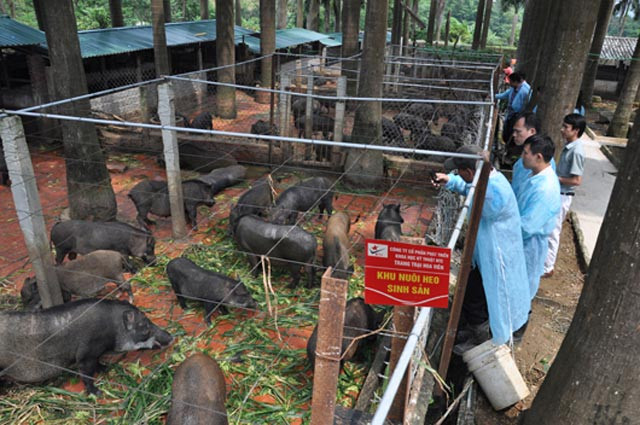 Với quy mô diện tích trên 120 ha/hệ thống, hai trang trại đang chăn nuôi trên 12.000 con lợn rừng và 5.000 gà rừng. Trang trại lợn rừng NTC của Công ty CP Phát triển khoa học kỹ thuật NTC Việt Nam hiện là một trang trại chăn nuôi hữu cơ quy mô lớn hiếm có ở Việt Nam.