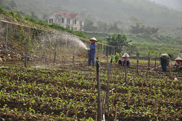 Ngoài ra, hiện trang trại cũng đã phát triển thành công mô hình rau rừng, với diện tích khoảng 5ha, trung bình mỗi năm trang trại cung cấp cho thị trường hàng nghìn tấn rau rừng. Với 100% các loại rau như chùm ngây, rau càng cua, rau mỏ, rau bò khai, rau dớn, hoa chuối rừng, măng rừng…, được trồng hữu cơ, sử dụng phân bón là phân giun quế, sử dụng thiên địch để bắt sâu hại, không sử dụng các loại hóa chất kích thích tăng trưởng và thuốc bảo vệ thực vật.