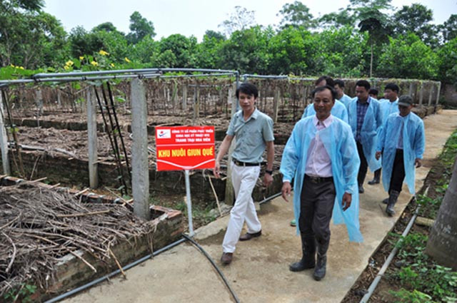 Khu nuôi giun quế rộng hàng nghìn m2 tại trang trại.