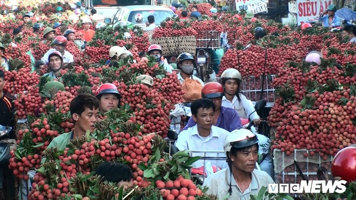 Vải thiều được người dân hái từ lúc 2h sáng sau đó đóng sọt mang xuống chợ. Từ 5h30 đoạn đường này tấp nập xe máy chở vải xuống chợ.