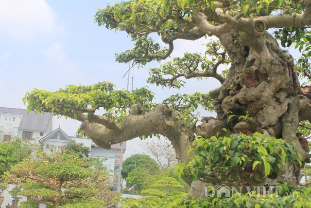 Cây sanh cổ to chắc nịch nhưng không tạo ra sự nặng nề, bóng, tán của cây vẫn đầy sự thanh thoát như những đám mây đang bay lượn.