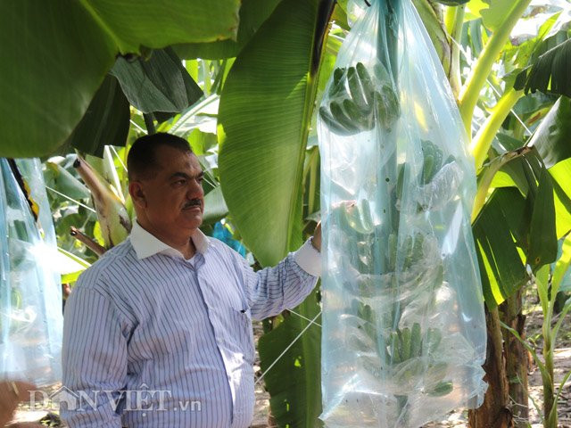 Sau khi cắt hoa đực, buồng chuối sẽ được “mặc áo” để chống dịch bệnh.
