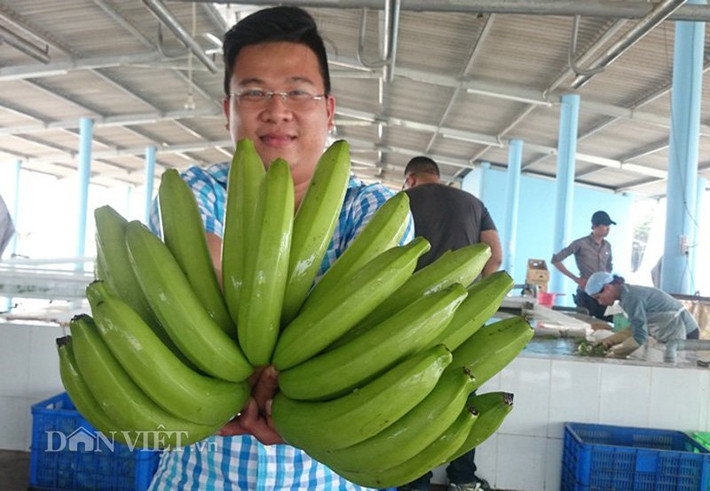Chuối “ngoại cỡ” không vừa thùng chứa nên sẽ được tiêu thụ trong nước. Loại chuối này chủ yếu để lại để ăn vì mặc dù chất lượng sản phẩm vẫn tốt nhưng do quả chuối to khiến người ăn dễ bị "ngán" dẫn đến khó bán vào các siêu thị.