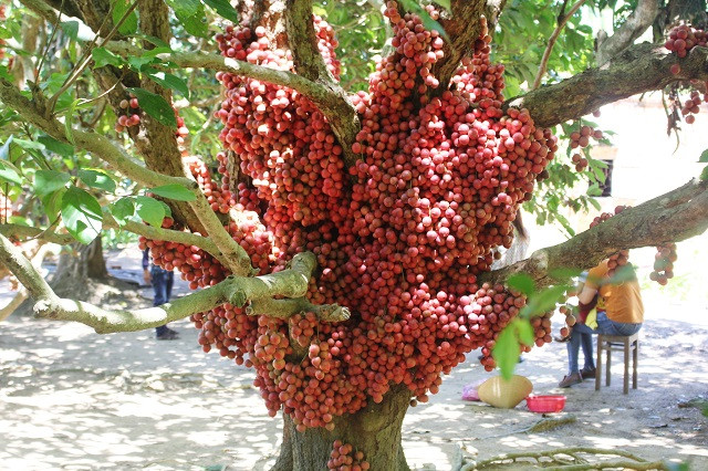 Chị Nguyện cho hay, cây thường ra hoa vào tháng Giêng và bắt đầu cho thu hoạch vào tháng 7 đến tháng 9 Âm lịch.