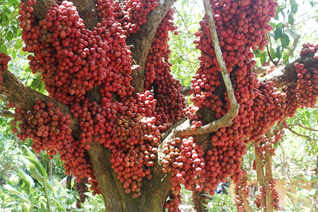 Loại cây ăn quả đặc biệt chỉ ra quả ở thân.