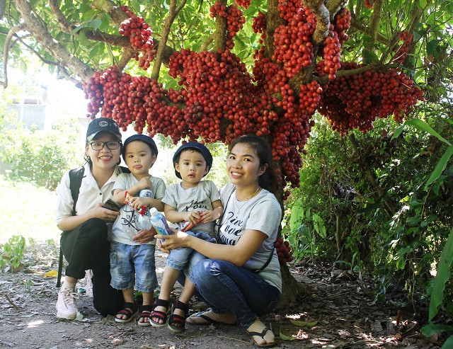 Cứ đến mùa dâu da chín, khu vườn của chị lại đón gần 200 người/ngày vào tham quan, chụp hình. Sau khi ra về, mỗi người thường mua từ 2-3 kg về làm quà nên ít khi chị phải mang ra chợ bán mà hái bán ngay tại vườn.