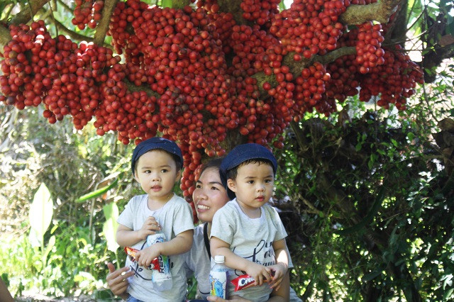 Nhiều cháu nhỏ khá thích thú loại quả này.