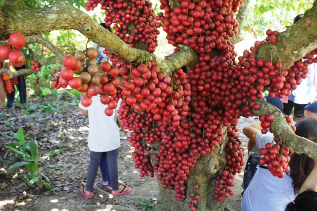 Chị Nguyệt chia sẻ: “Thực ra, những cây dâu da này không phải tôi trồng mà có từ thời ông bà. Tính đến nay, tuổi thọ của nó chắc cũng được 40-50 năm. Đây là loại cây có nguồn gốc từ rừng nên không đòi hỏi quá nhiều kỹ thuật chăm sóc, rất dễ sống. Sau khi thu hoạch trái xong, chỉ cần bón cho cây một ít phân và tưới nước đều đặn để cây phục hồi”.