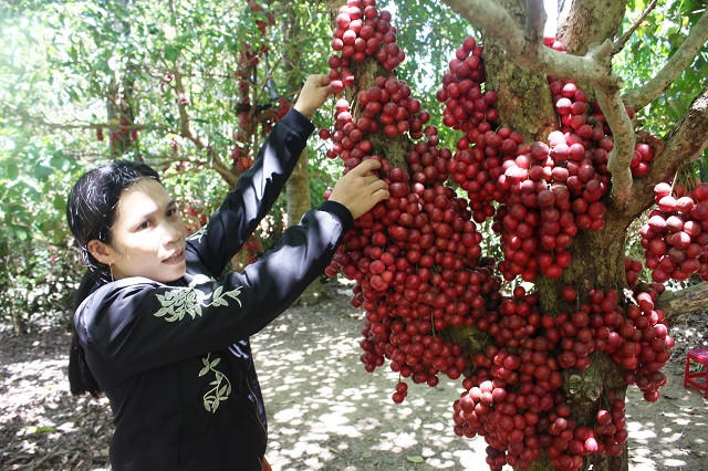 Hiện tại, chị Nguyệt đang bán dâu da với giá 20.000 đồng/kg.