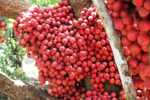 Những chùm dâu da chín ôm gọn trong thân cây. Giống dâu da này khá khác biệt, quả chỉ ra ở thân và cành chính, không ra quả ở những cành nhỏ và ở ngọn. Tuổi thọ cây càng lớn thì càng nhiều quả. Trong quá trình cây ra hoa, kết trái không cần phải phun bất kỳ một loại thuốc sâu hay thuốc kích thích nào.