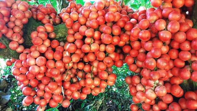 Những chùm dâu da chín mọng nhuộm đỏ vùng đất cằn.