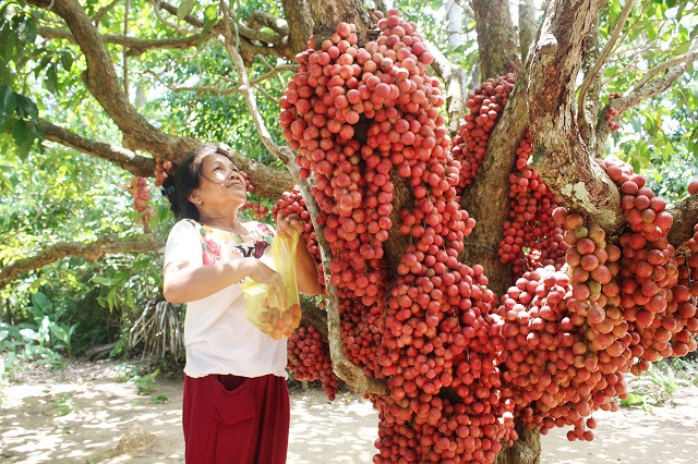 "Để đảm bảo vị ngọt, tươi, người dân thường chờ đến lúc dâu rừng chín hẳn mới thu hoạch", chị Nguyệt thông tin.